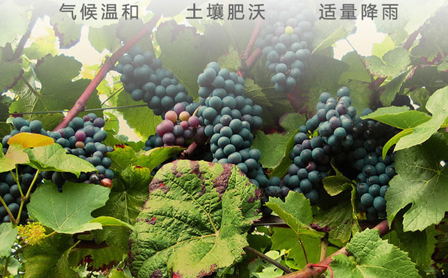 重慶紅酒批發(fā)市場